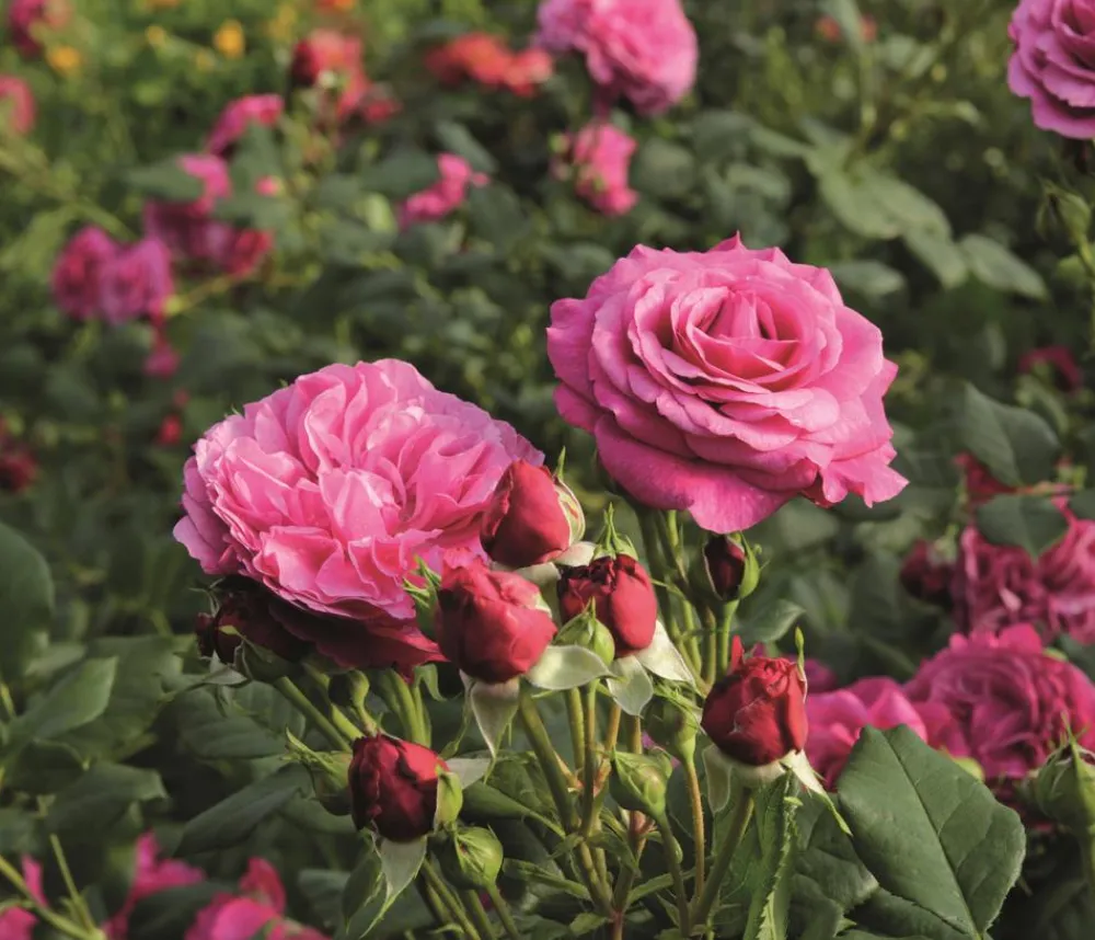 Dehner Beetrose 'Kaffe Fassett®' Pink Hot