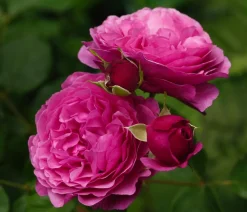 Dehner Beetrose 'Kaffe Fassett®' Pink Hot