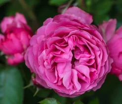 Dehner Winterharte Kübelpflanzen|Rosen - Beetrose 'Leonardo da Vinci®' Pink
