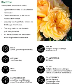Dehner Beetrose 'Romantische Straße®' Best