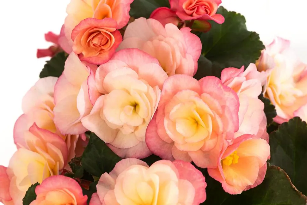 Dehner Terrassenpflanzen|Sommerblumen - Begonie 'Cream Rose'