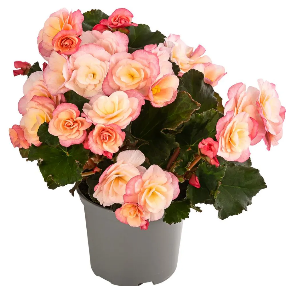 Dehner Terrassenpflanzen|Sommerblumen - Begonie 'Cream Rose'
