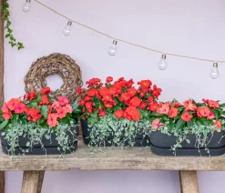 Dehner Begonie 'Macarouge' Rot Online