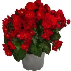Dehner Sommerblumen - Begonie 'Macarouge' Rot