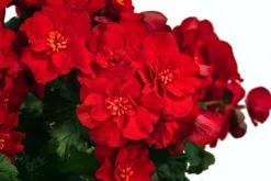 Dehner Sommerblumen - Begonie 'Macarouge' Rot