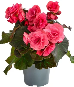 Dehner Hängende Sommerblüher|Sommerblumen - Begonie 'Solenia', verschiedene Farben
