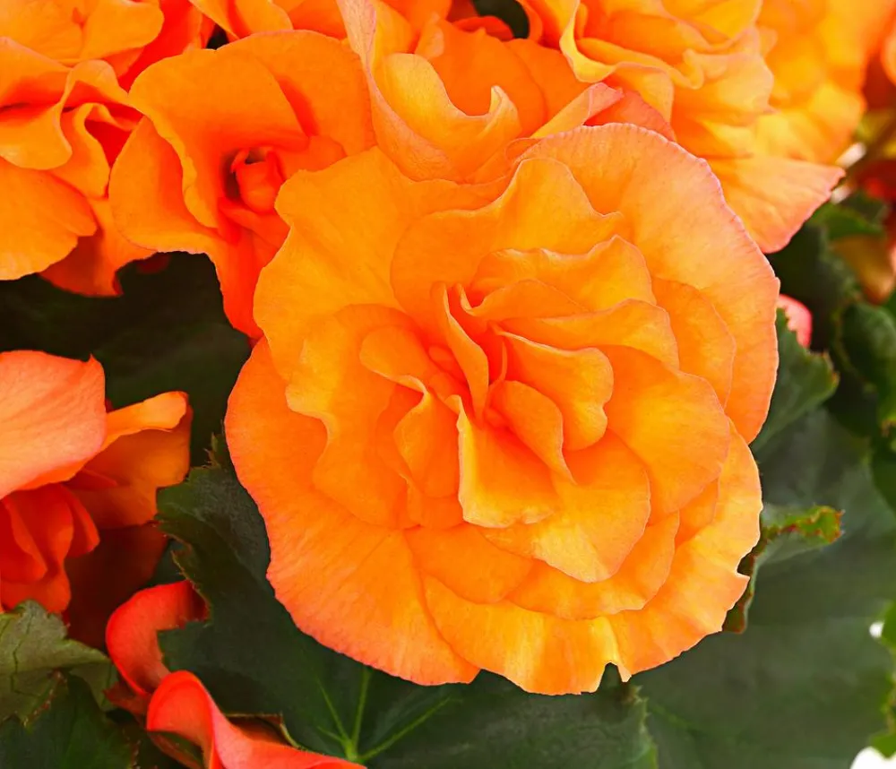 Dehner Hängende Sommerblüher|Sommerblumen - Begonie 'Solenia', verschiedene Farben