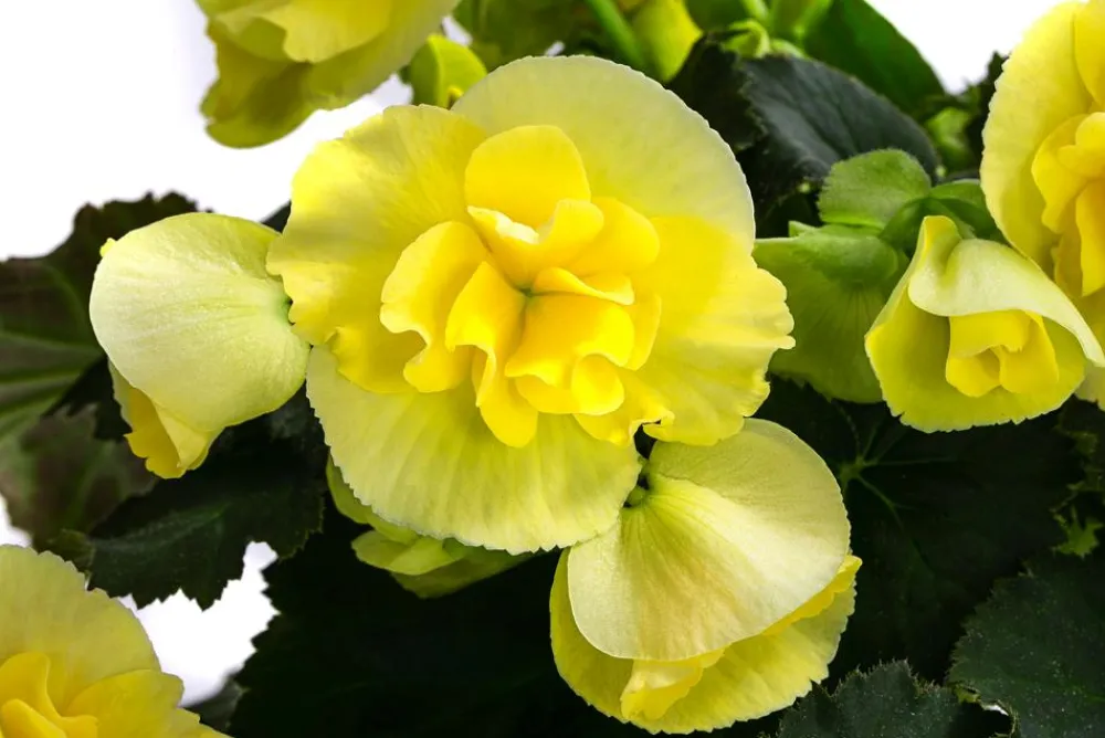 Dehner Hängende Sommerblüher|Sommerblumen - Begonie 'Solenia', verschiedene Farben