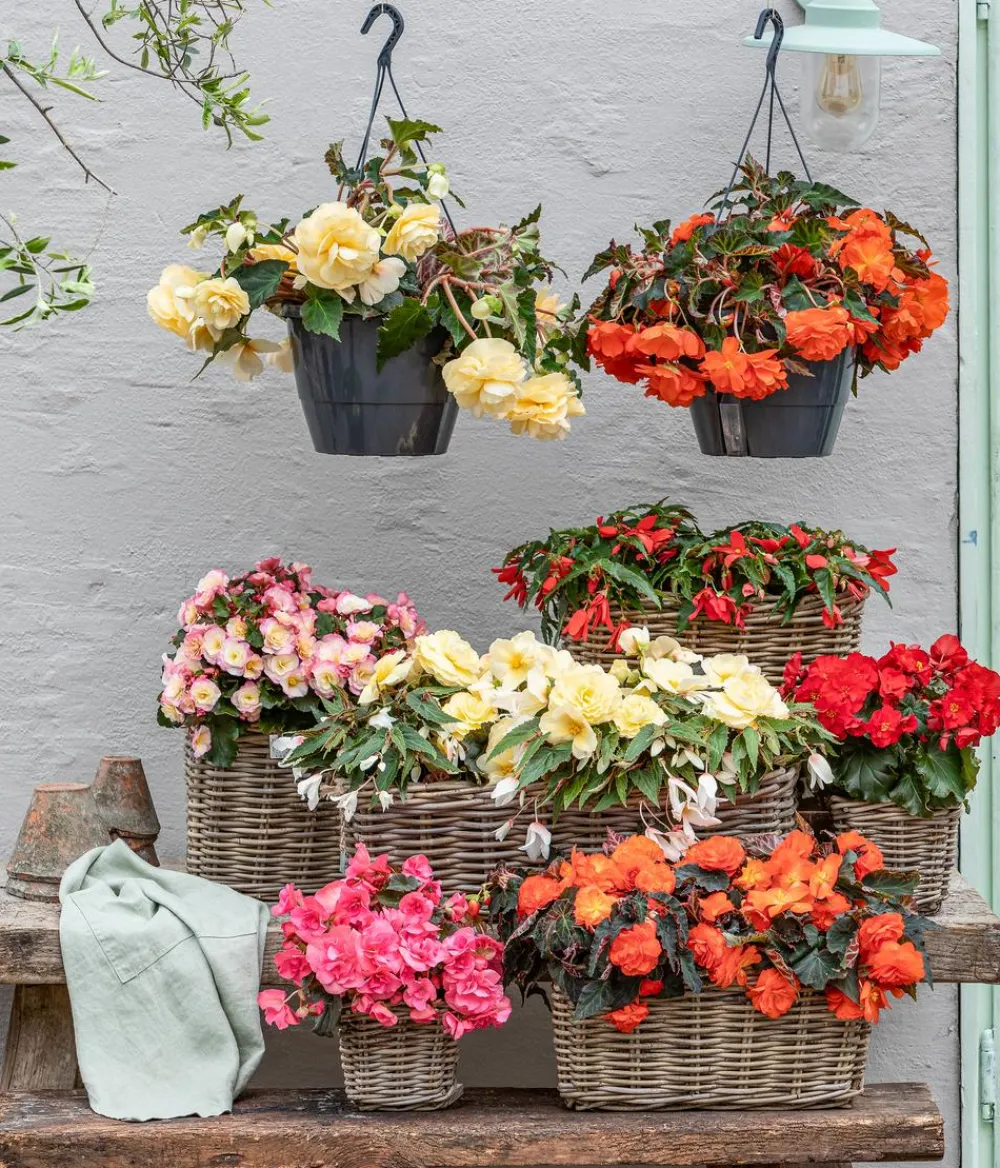 Dehner Hängende Sommerblüher|Sommerblumen - Begonie 'Solenia', verschiedene Farben