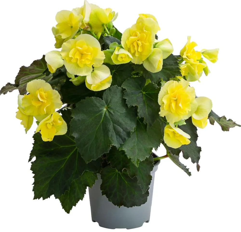 Dehner Hängende Sommerblüher|Sommerblumen - Begonie 'Solenia', verschiedene Farben