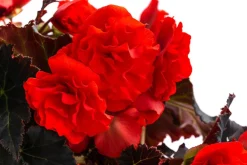 Dehner Hängende Sommerblüher|Sommerblumen - Begonie 'Solenia', verschiedene Farben