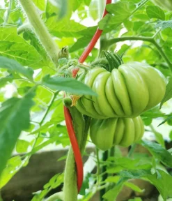 Bellissa Rankstäbe > Stahl-Tomatenspirale Colorata