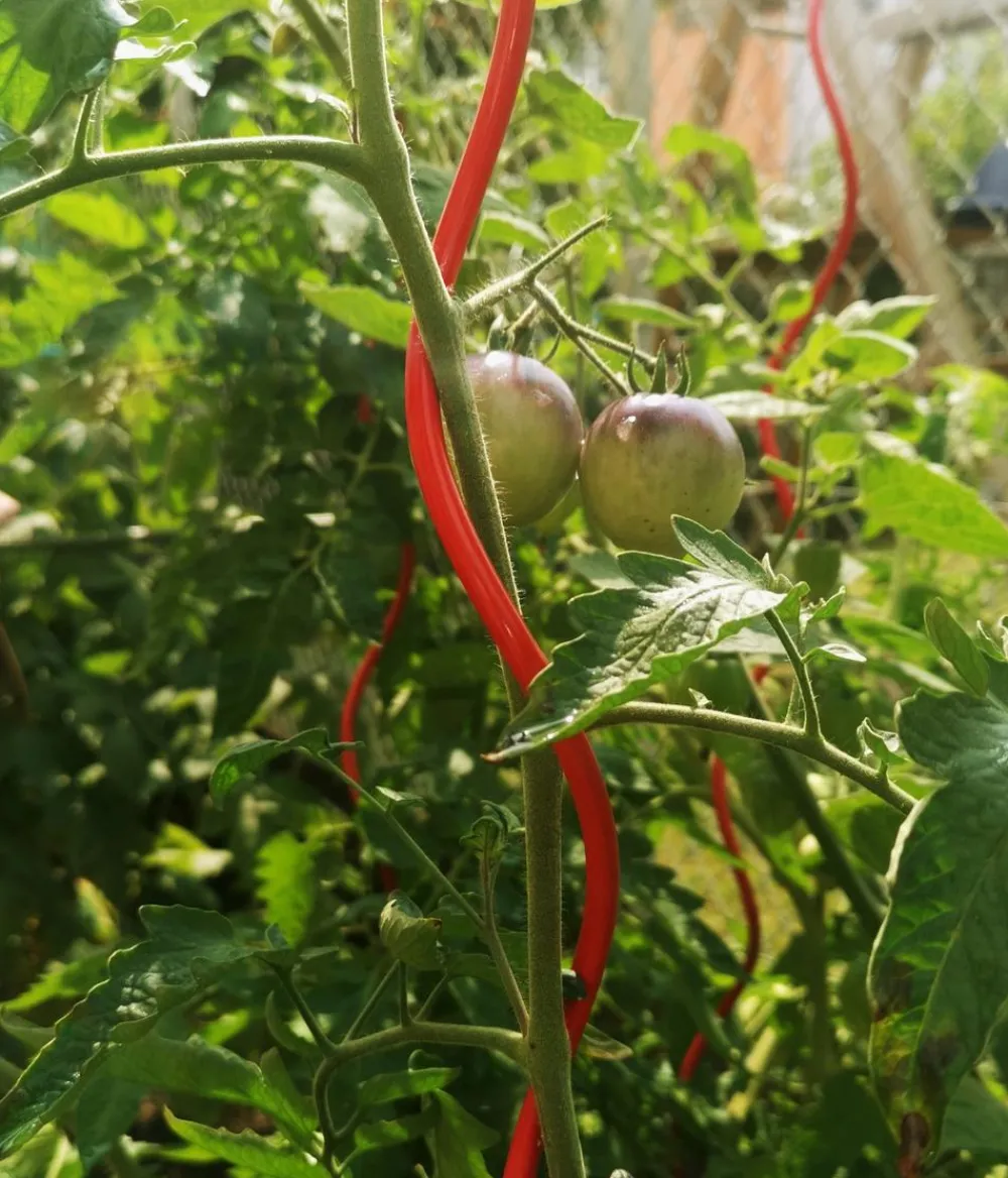 Bellissa Rankstäbe > Stahl-Tomatenspirale Colorata