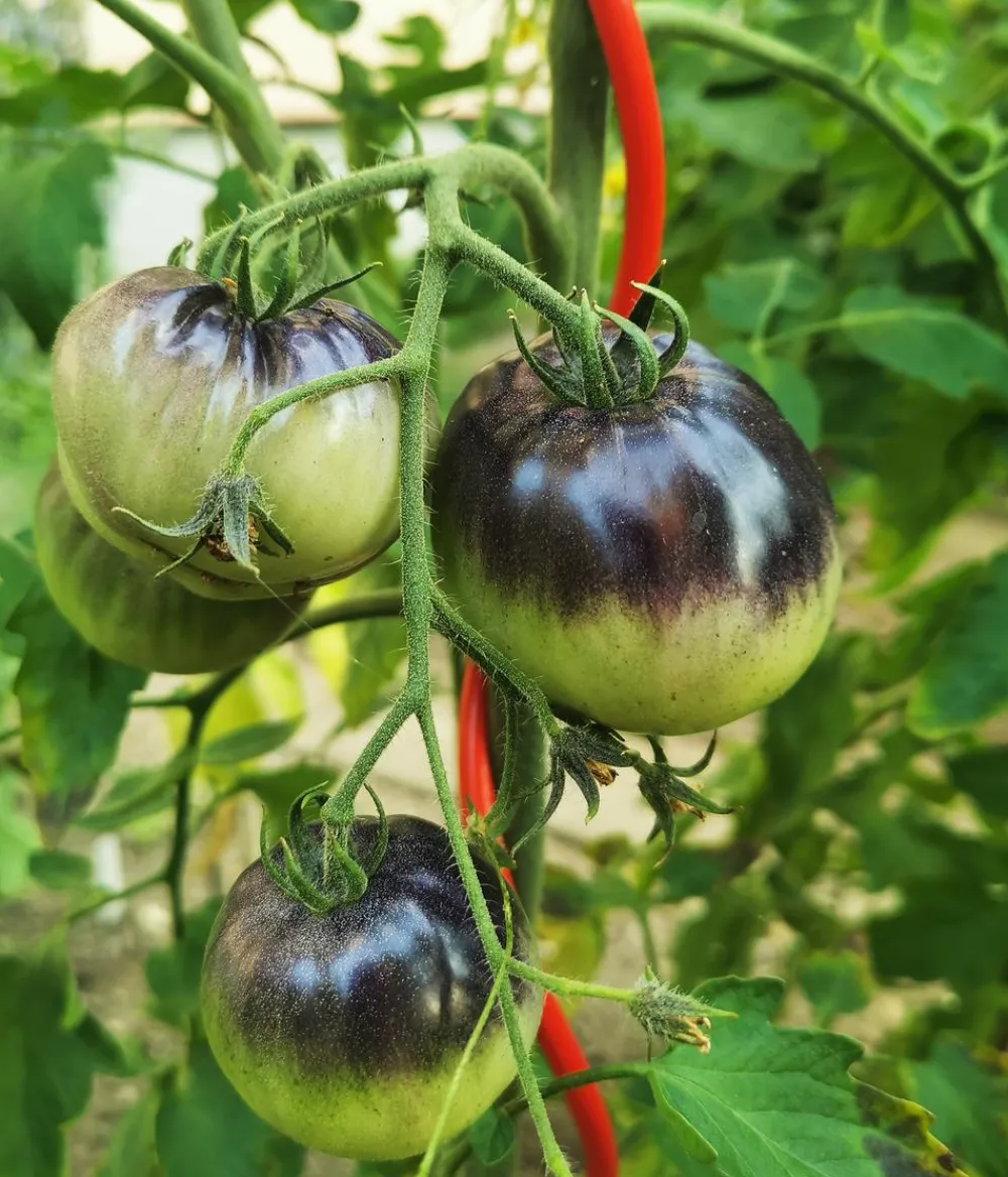 Bellissa Rankstäbe > Stahl-Tomatenspirale Colorata