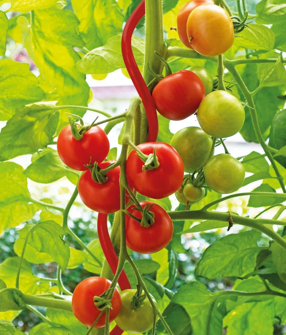 Bellissa Rankstäbe > Stahl-Tomatenspirale Colorata