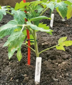 Bellissa Rankstäbe > Stahl-Tomatenspirale Colorata