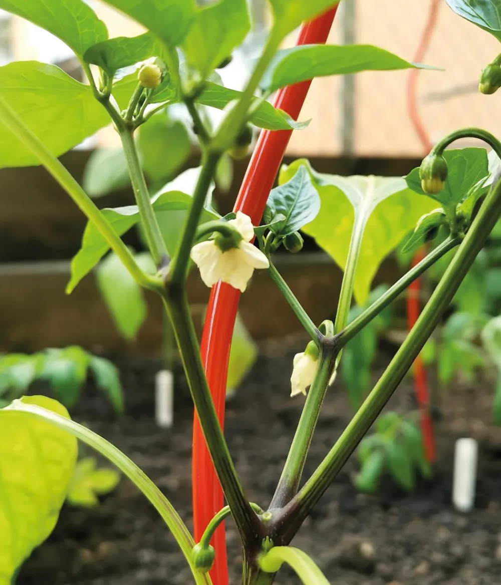 Bellissa Rankstäbe > Stahl-Tomatenspirale Colorata