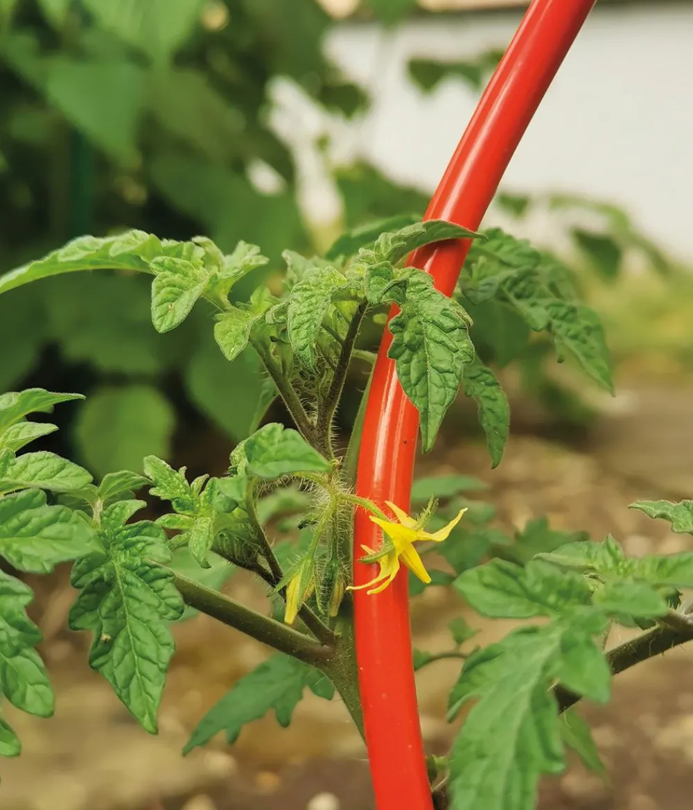 Bellissa Rankstäbe > Stahl-Tomatenspirale Colorata