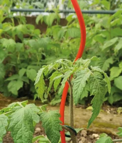 Bellissa Rankstäbe > Stahl-Tomatenspirale Colorata