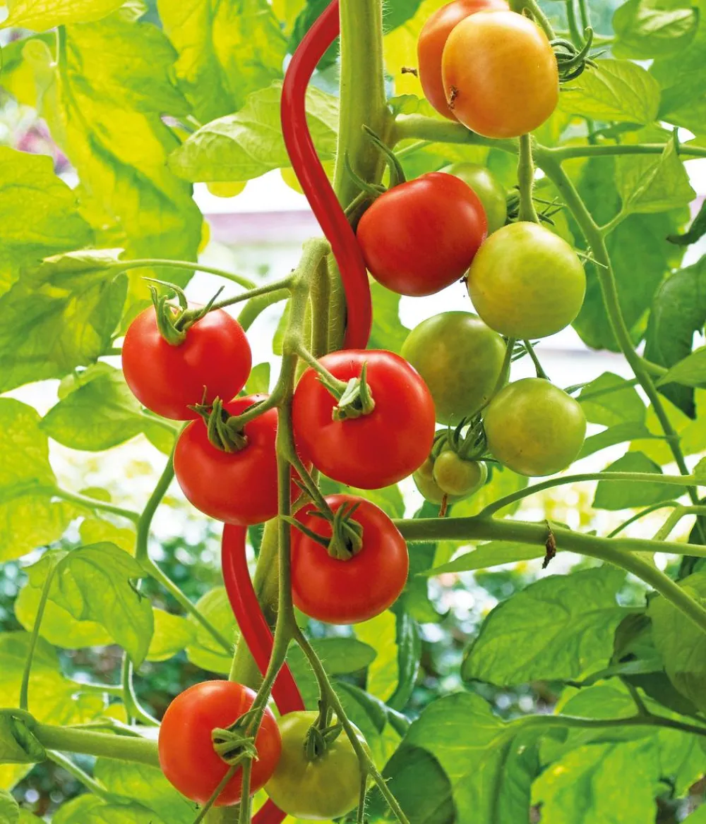 Bellissa Rankstäbe > Stahl-Tomatenspirale Colorata