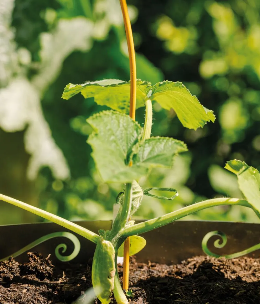 Bellissa Rankstäbe - Stahl-Tomatenspirale Colorata Gelb