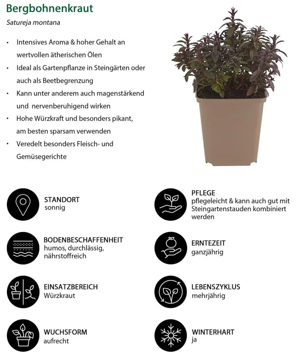 Dehner Garten- & Heilkräuter|Küchenkräuter - Bergbohnenkraut