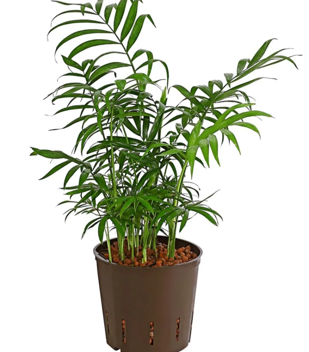 Dehner Hydropflanzen|Grünpflanzen > Bergpalme - Chamaedorea elegans, Hydrokultur