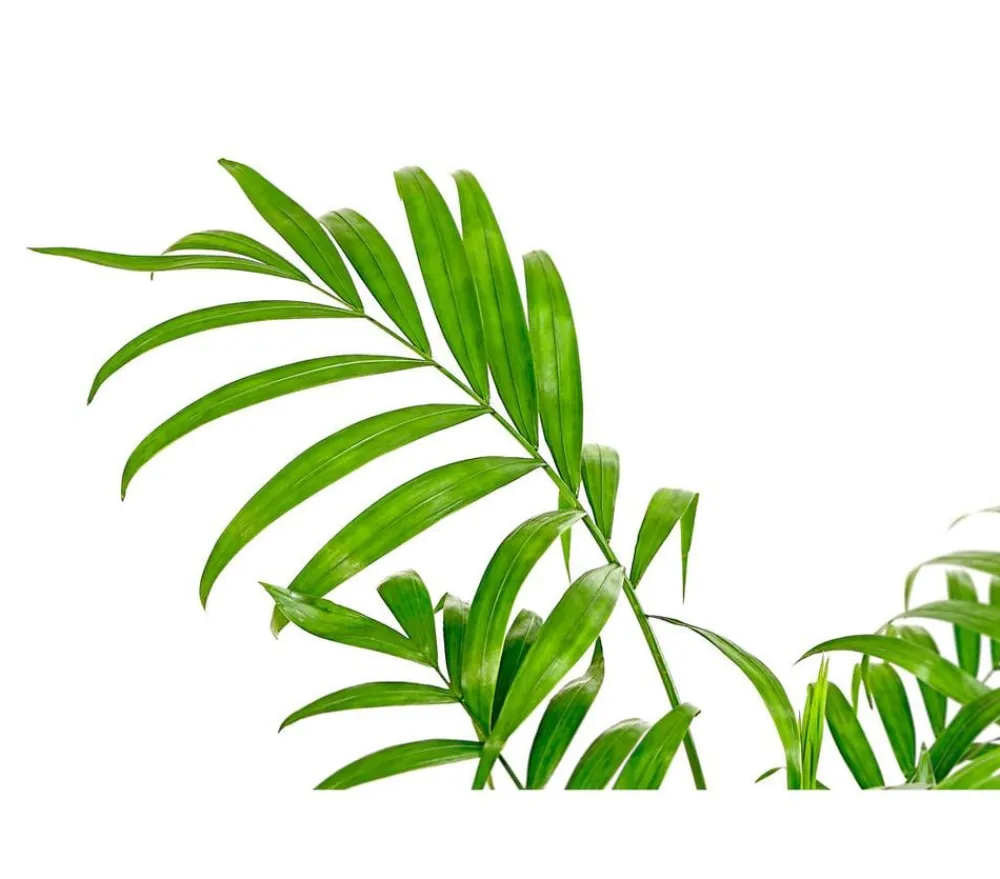Dehner Hydropflanzen|Grünpflanzen > Bergpalme - Chamaedorea elegans, Hydrokultur