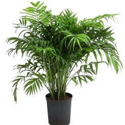 Dehner Bergpalme - Chamaedorea elegans, Hydrokultur Grün Hot