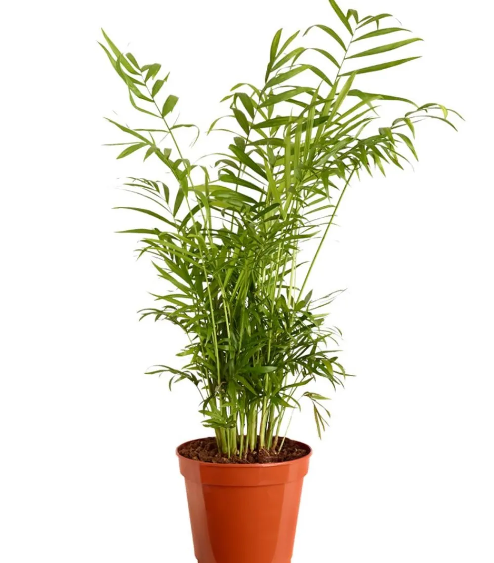 Dehner Zimmerpalmen|Grünpflanzen > Bergpalme - Chamaedorea elegans