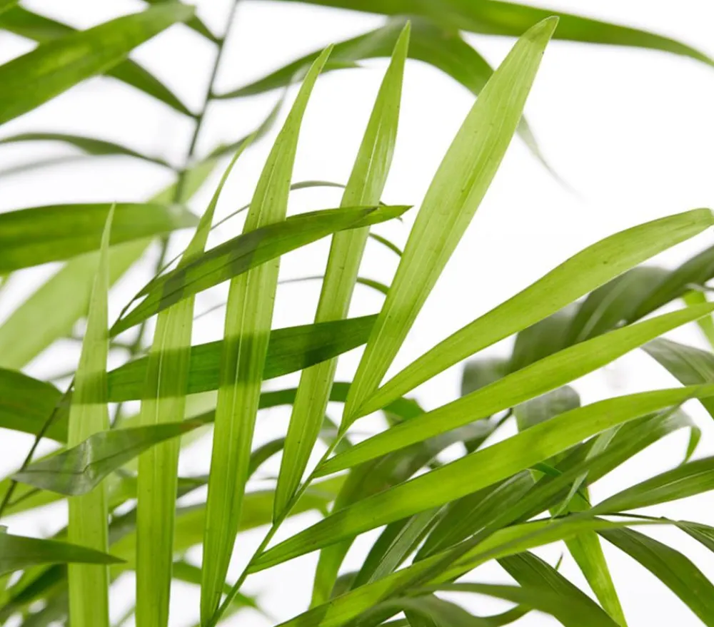Dehner Zimmerpalmen|Grünpflanzen > Bergpalme - Chamaedorea elegans