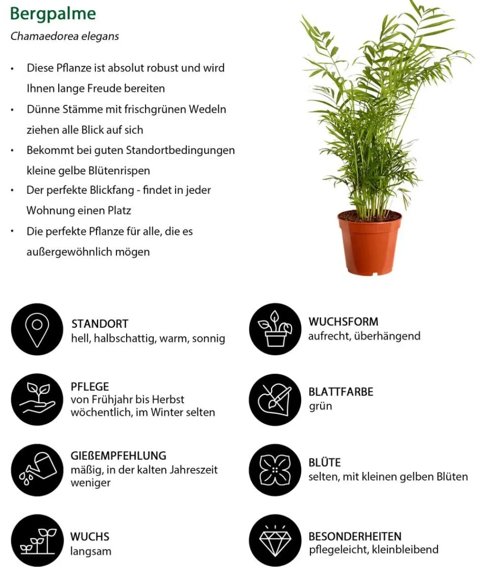 Dehner Zimmerpalmen|Grünpflanzen > Bergpalme - Chamaedorea elegans