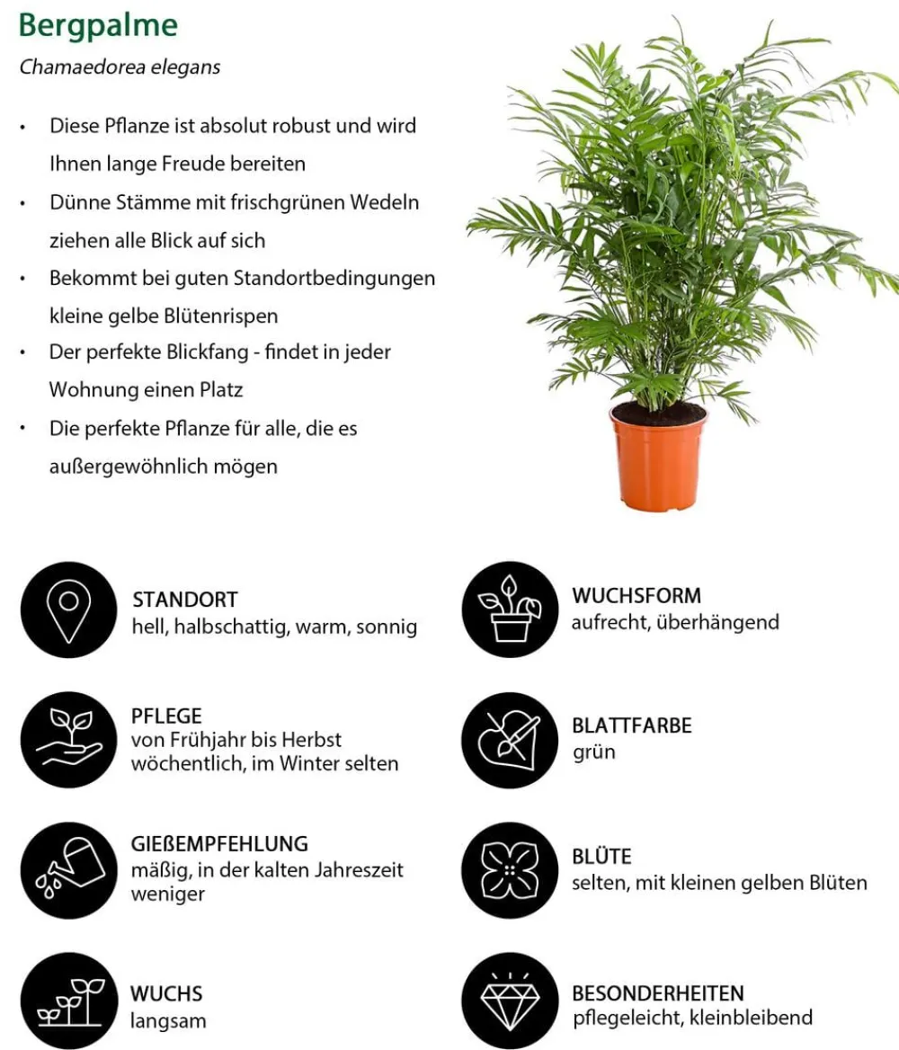Dehner Zimmerpalmen|Grünpflanzen > Bergpalme - Chamaedorea elegans