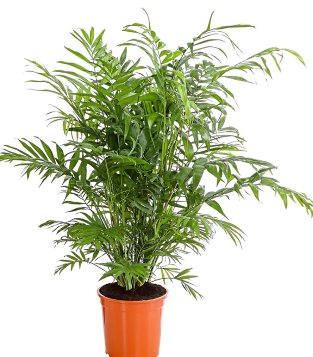 Dehner Zimmerpalmen|Grünpflanzen > Bergpalme - Chamaedorea elegans