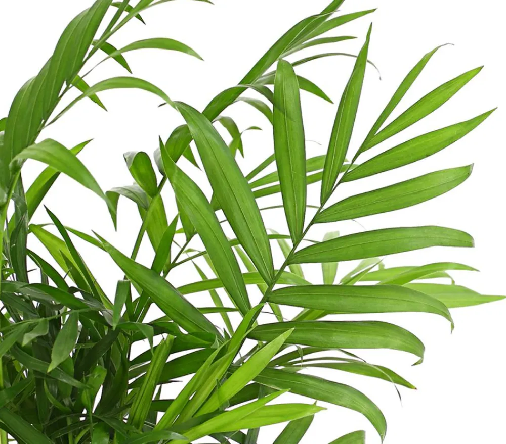 Dehner Zimmerpalmen|Grünpflanzen > Bergpalme - Chamaedorea elegans