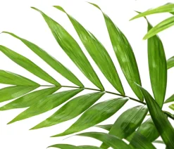 Dehner Zimmerpalmen|Grünpflanzen > Bergpalme - Chamaedorea elegans