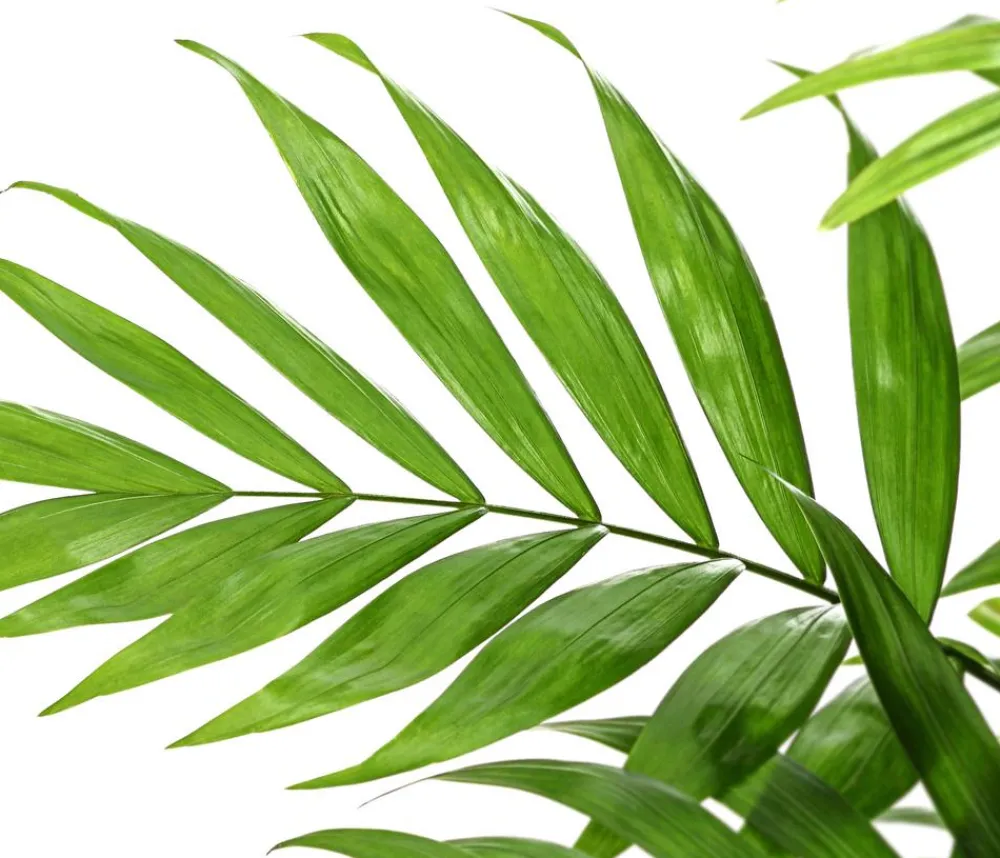 Dehner Zimmerpalmen|Grünpflanzen > Bergpalme - Chamaedorea elegans