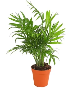 Dehner Bergpalme - Chamaedorea elegans Grün Online