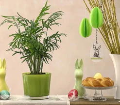 Dehner Zimmerpalmen|Grünpflanzen - Bergpalme - Chamaedorea elegans Grün