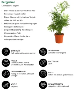 Dehner Zimmerpalmen|Grünpflanzen - Bergpalme - Chamaedorea elegans Grün
