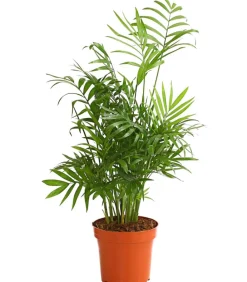 Dehner Zimmerpalmen|Grünpflanzen - Bergpalme - Chamaedorea elegans Grün