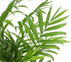 Dehner Zimmerpalmen|Grünpflanzen - Bergpalme - Chamaedorea elegans Grün