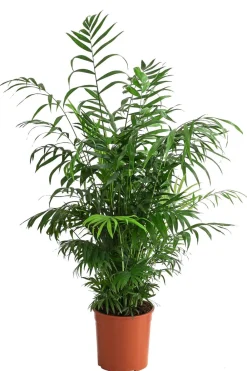 Dehner Zimmerpalmen|Grünpflanzen - Bergpalme - Chamaedorea elegans Grün