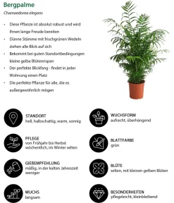 Dehner Zimmerpalmen|Grünpflanzen - Bergpalme - Chamaedorea elegans Grün