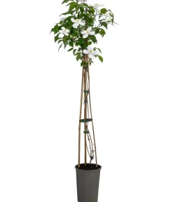 Dehner Berg-Waldrebe - Clematis 'Rubens' Zartrosa Sale