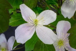 Dehner Berg-Waldrebe - Clematis 'Rubens' Zartrosa Sale