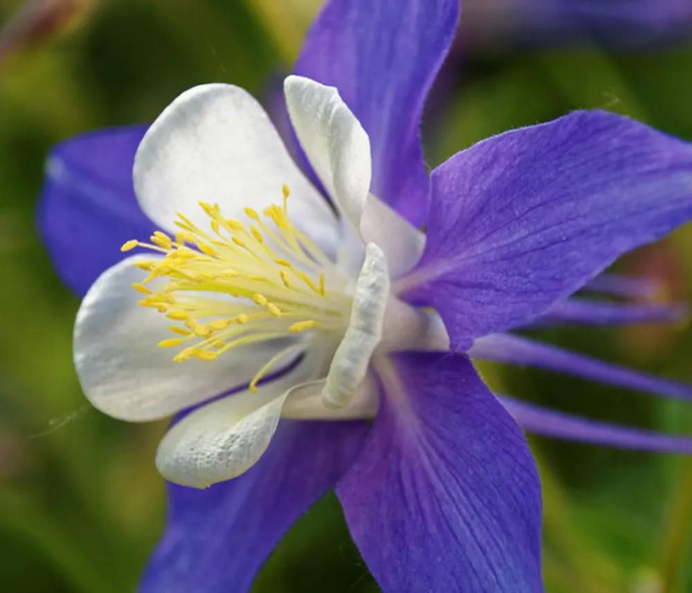 Dehner Bio Sommerstauden|Bio Stauden > Bio Akelei 'Biedermeier', verschiedene Sorten