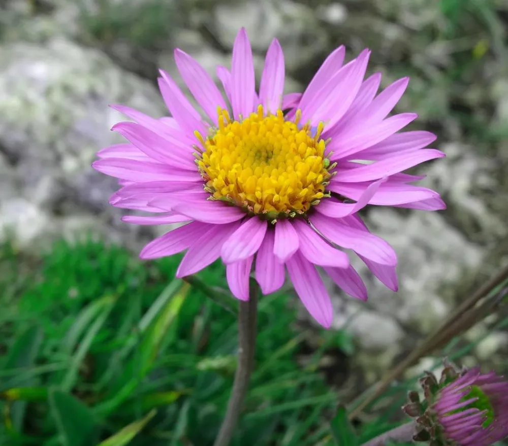 Dehner Bio Steingartenstauden|Bio Stauden > Bio Alpen-Aster 'Happy End'
