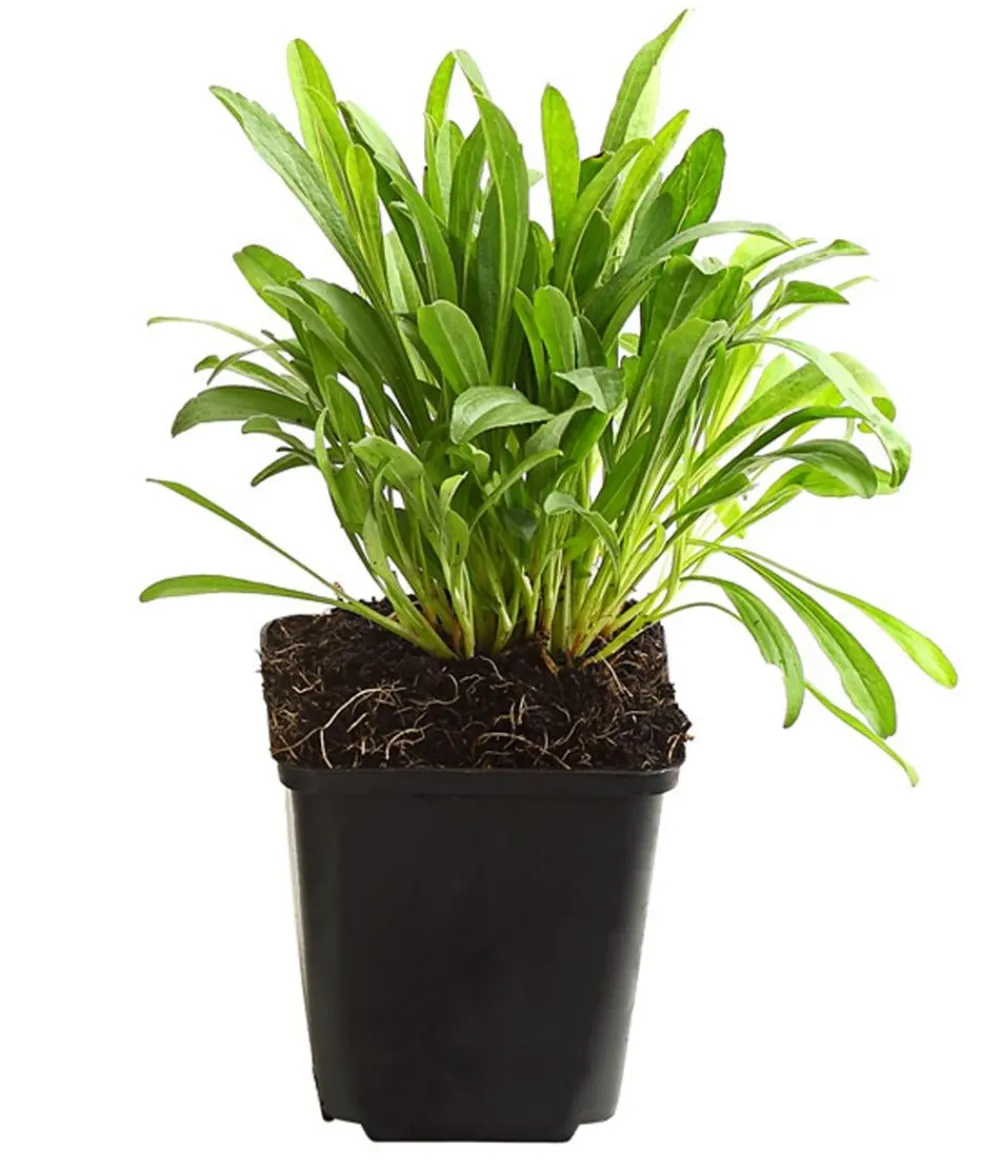 Dehner Bio Steingartenstauden|Bio Stauden > Bio Alpen-Aster 'Happy End'