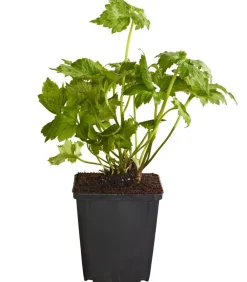 Dehner Bio Sommerstauden|Bio Stauden - Bio Anemone hupehensis 'September Charme' Rosa